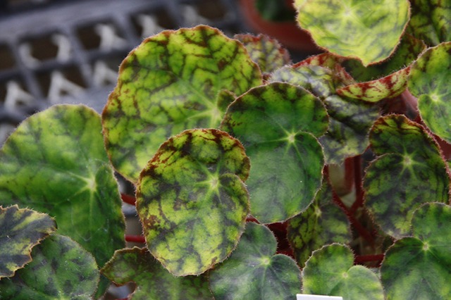 B. ‘Sazanami No.3’